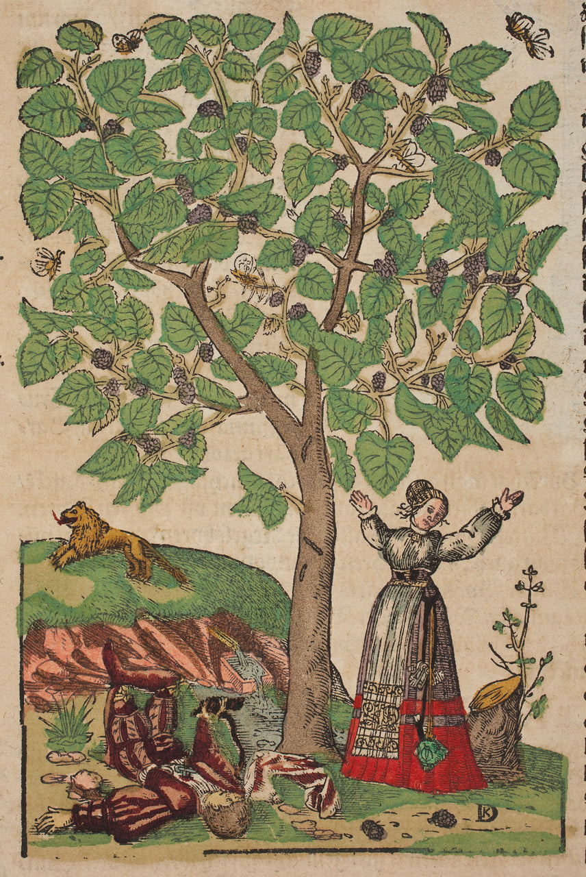 Pyramus and Thisbe ~ The tale of the Mulberry Tree that influenced today’s love stories including Shakespeare.
